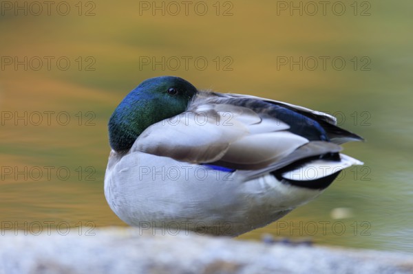 The drake resting on a stone with its head retracted, warm bokeh and soft autumn colors in the background, mallard (Anas platyrhynchos), wildlife, Germany