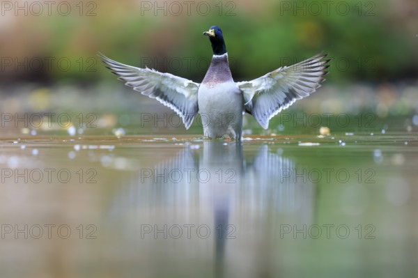 A drake straightens up in shallow water, spreads its wings in front of green bokeh and is reflected in the still surface, mallard (Anas platyrhynchos), wildlife, Germany