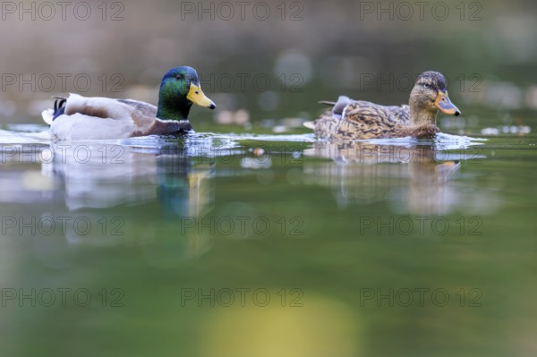 A couple swims quietly side by side, reflections shimmer in green water, mallard (Anas platyrhynchos), wildlife, Germany