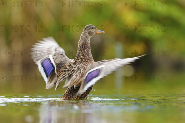 The duck flaps its wings dynamically, the purple-blue wing mirror flickers in green bokeh, mallard (Anas platyrhynchos), wildlife, Germany