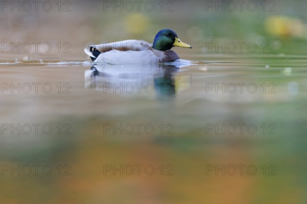 Mallard drake on still water with soft reflections, soft shades of green and orange, calm, dreamy atmosphere, mallard (Anas platyrhynchos), wildlife, Germany