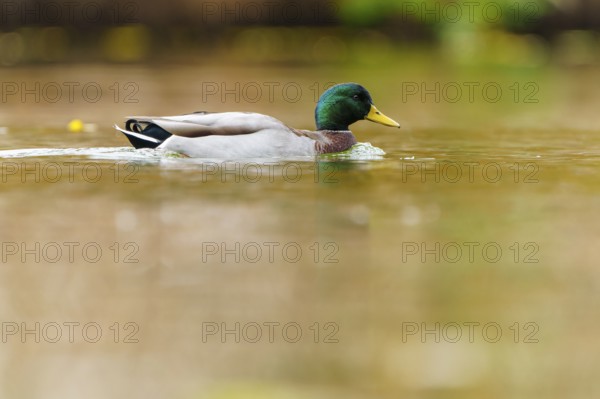 Mallard drake glides calmly through golden water, soft background and soft autumn colors, mallard (Anas platyrhynchos), wildlife, Germany