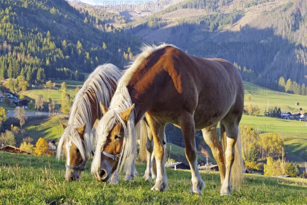 Two Haflingers graze on an alpine pasture in front of autumnal mountain meadows in the warm evening light, Drau, Drau cycle path, South Tyrol, Italy