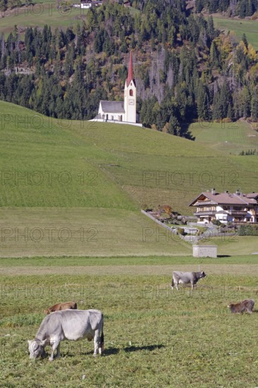 Cows graze in a meadow, behind it a church with a red tower against wooded alpine slopes, Drau cycle path, South Tyrol, Italy