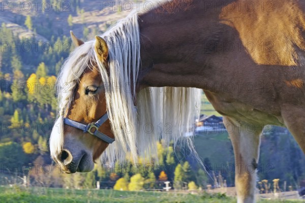 Haflinger with long maned hair on an alpine pasture in front of autumnal alpine slopes, warm sunlight, calm atmosphere, Drau cycle path, South Tyrol, Italy