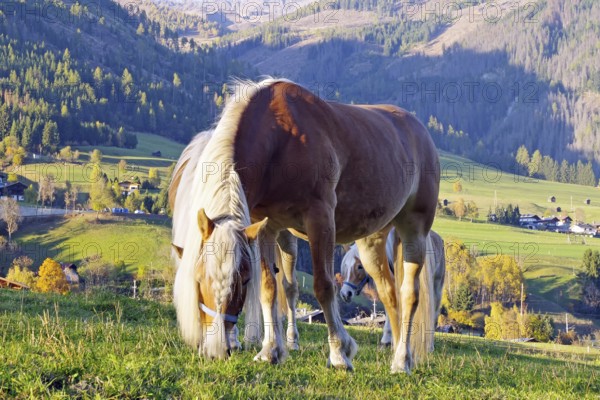 Haflingers graze on a mountain meadow in front of autumnal Alps and a sunny valley, Toblach, Drau cycle path, South Tyrol, Italy