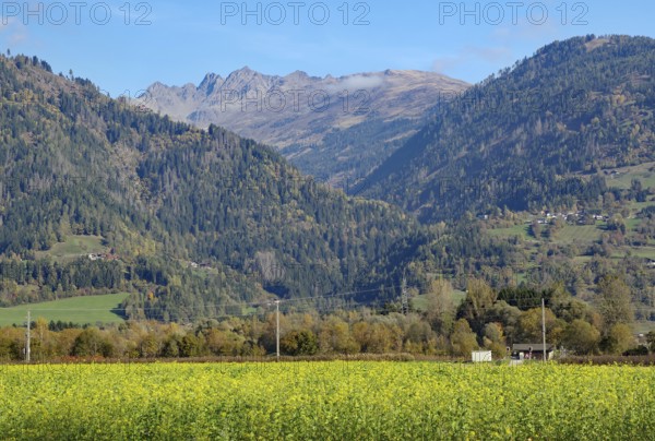 A yellow flower field sprawls out in front of wooded slopes, behind them are rocky peaks in clear autumn light, Drau cycle path, Tyrol, Austria