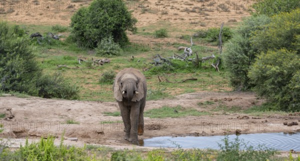 Elephant at Waterhole in the Wild and Savanna Landscape of Africa Elephant at Waterhole in the Wild and Savannah Landscape of Africa