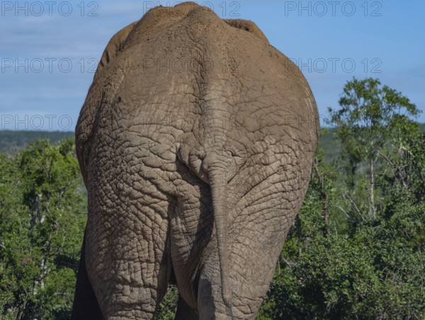 Elephant in the wild and savanna landscape of Africa Elephant in the wild and savannah landscape of South Africa