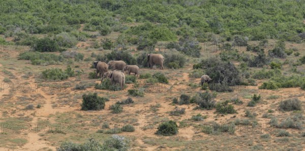 Herd of elephants in the wild and savanna landscape of Africa Herd of elephants in the wild and savanna landscape of Africa