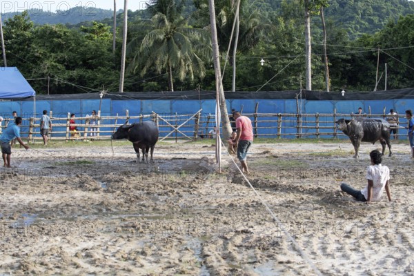 Thailand, fighting Buffalo (Bubalus bubalis), just before the fight