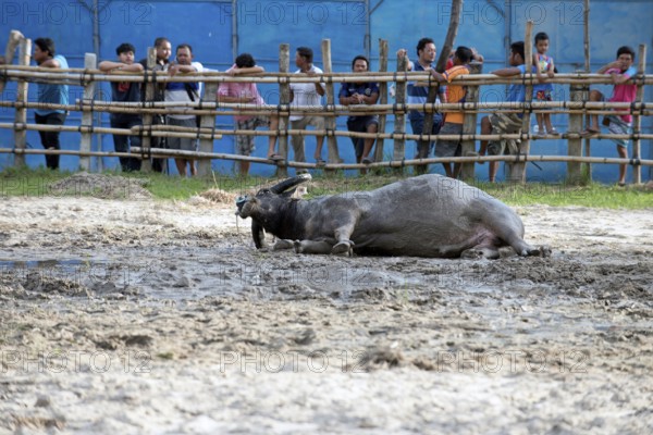 Thailand, fighting Buffalo (Bubalus bubalis), preparation before the fight, bull rolling in the mut