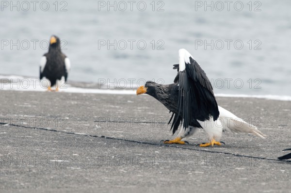 Steller's sea eagle (Haliaeetus pelagicus), Japan