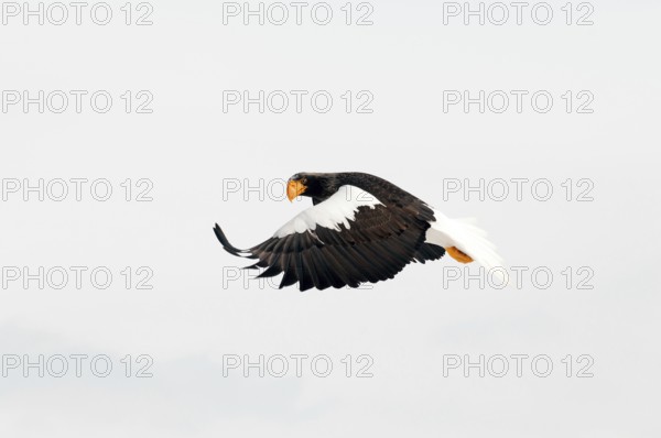 Steller's sea eagle (Haliaeetus pelagicus) flying, Russia
