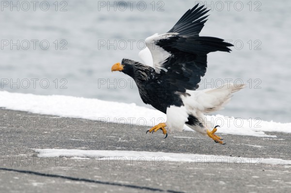Steller's sea eagle running (Haliaeetus pelagicus), Japan