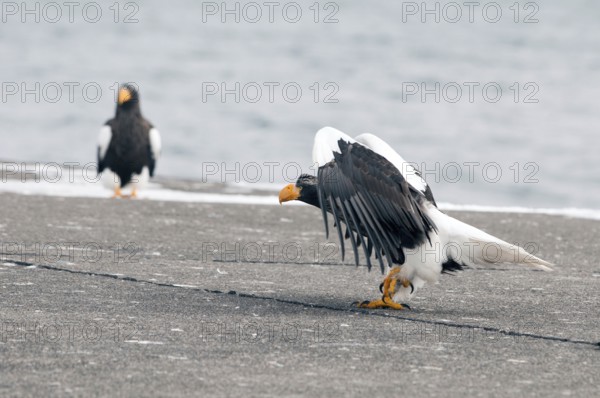 Steller's sea eagle, take-off (Haliaeetus pelagicus), Japan