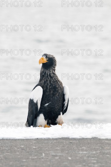 Steller's sea eagle (Haliaeetus pelagicus), Japan