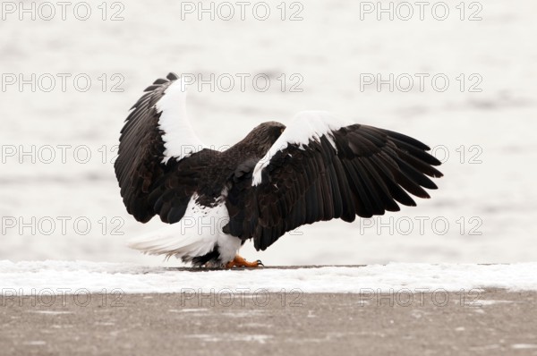Steller's sea eagle (Haliaeetus pelagicus), Landing, Japan