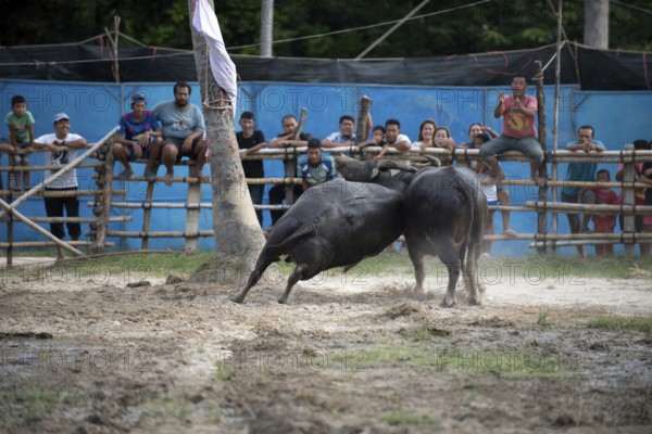 Thailand, fighting Buffalo (Bubalus bubalis), Fighting