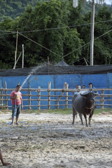 Thailand, fighting Buffalo (Bubalus bubalis), preparation before the fight