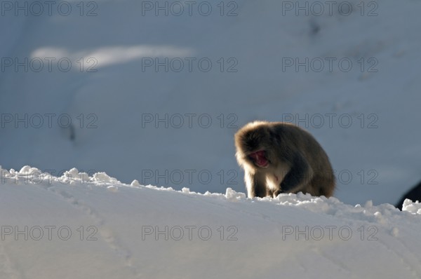 Japanese macaque or snow japanese monkey (Macaca fuscata) eating, Japan