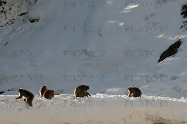 Japanese macaque or snow japanese monkey (Macaca fuscata) family, Japan