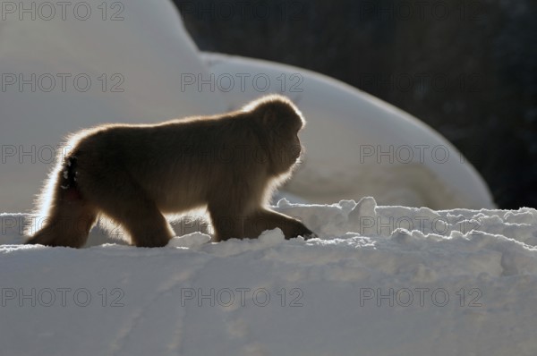 Japanese macaque or snow japanese monkey (Macaca fuscata), Japan