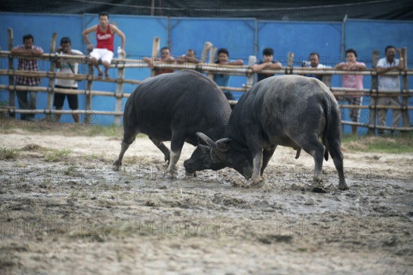 Thailand, fighting Buffalo (Bubalus bubalis), Fighting