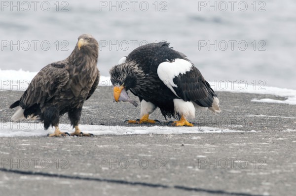 Steller's sea eagle eating a fish in the front of white-tailed sea eagle (Haliaeetus pelagicus), Japan