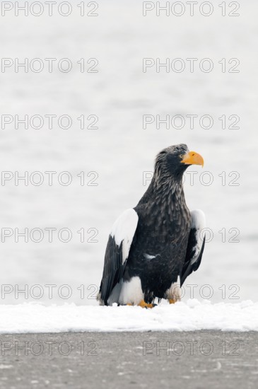 Steller's sea eagle (Haliaeetus pelagicus), Japan