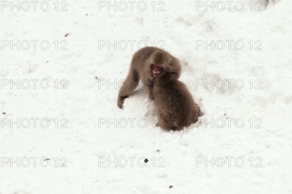 Japanese macaque or snow japanese monkey (Macaca fuscata), Japan