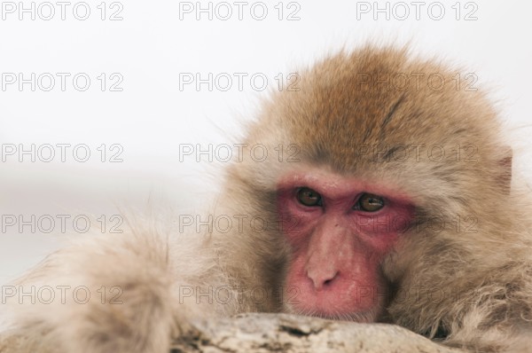Japanese macaque or snow japanese monkey (Macaca fuscata) portrait, Japan
