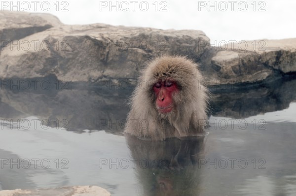 Japanese macaque or snow japanese monkey (Macaca fuscata) bath in onsen, Japan
