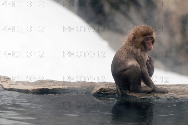 Japanese macaque or snow japanese monkey (Macaca fuscata) young, Japan