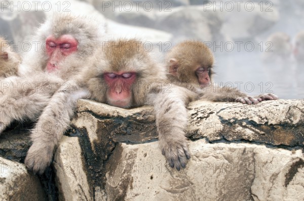 Japanese macaque or snow japanese monkey (Macaca fuscata) family in onsen, Japan
