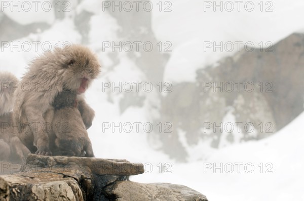Japanese macaque or snow japanese monkey (Macaca fuscata) young and mom, Japan