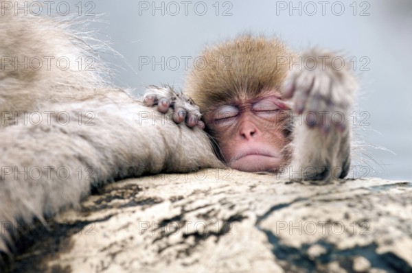 Japanese macaque or snow japanese monkey (Macaca fuscata) baby, Japan