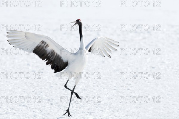 Japanese crane, Red-crowned crane (Grus japonensis) dancing, Japan