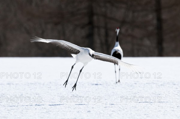 Japanese crane, Red-crowned crane (Grus japonensis) landing, Japan