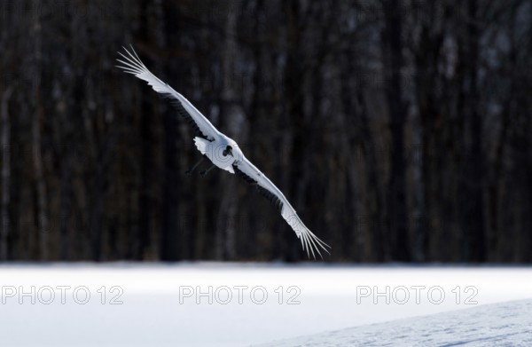 Japanese crane, Red-crowned crane (Grus japonensis) flying, Japan