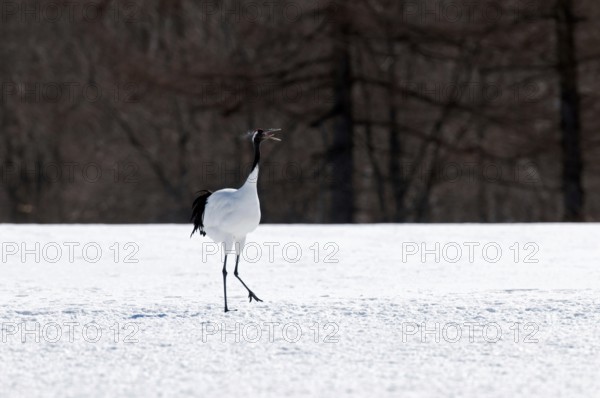 Japanese crane, Red-crowned crane (Grus japonensis) singing, Japan