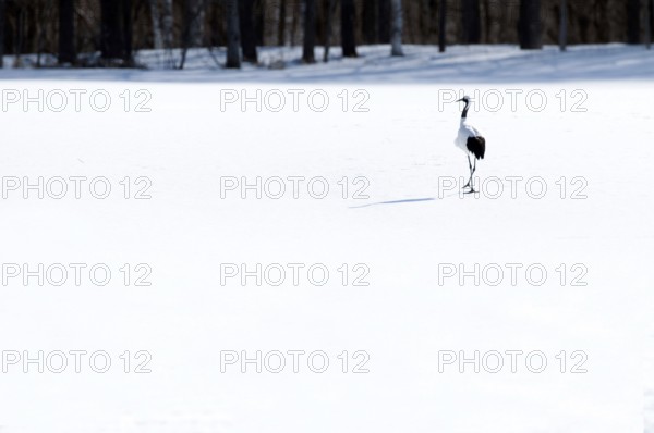 Japanese crane, Red-crowned crane (Grus japonensis), Japan