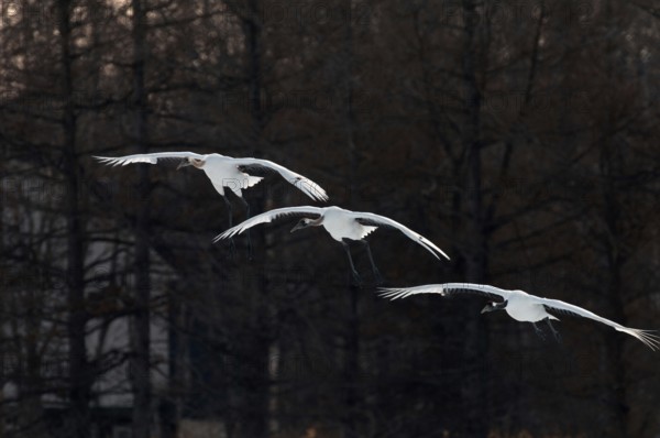 Japanese crane, Red-crowned crane (Grus japonensis) adult and youngs flying, Japan