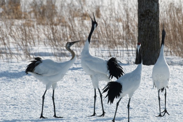 Japanese crane, Red-crowned crane (Grus japonensis) couple and young, Japan