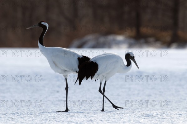 Japanese crane, Red-crowned crane (Grus japonensis) couple, Japan