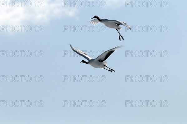 Japanese crane, Red-crowned crane (Grus japonensis) couple flying, Japan