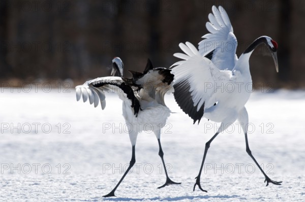 Japanese crane, Red-crowned crane (Grus japonensis) couple dancing, Japan