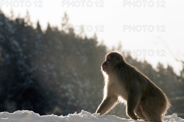 Japanese macaque or snow japanese monkey, in the snow (Macaca fuscata), Japan