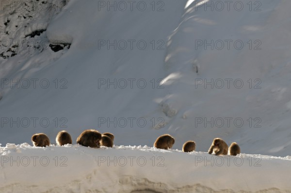 Japanese macaque or snow japanese monkey, group (Macaca fuscata), Japan