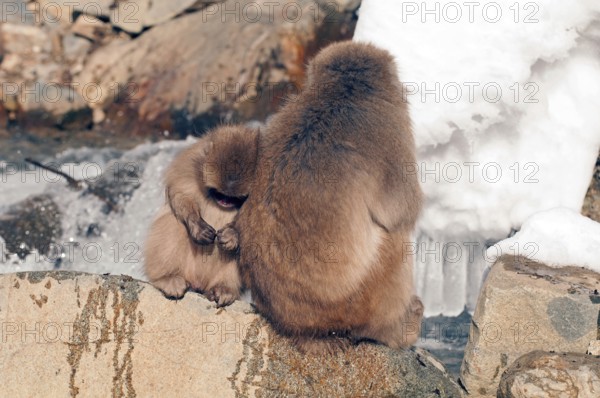 Japanese macaque or snow japanese monkey, baby and mom (Macaca fuscata), Japan